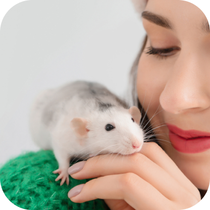 rat